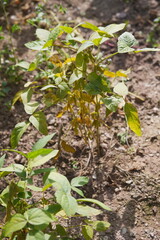 Green soybean pods growing on the plant under sunlight, showing healthy agriculture, natural growth, and crop cultivation in a farm field