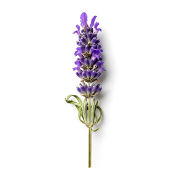 Single lavender flower stalk with purple blooms and green leaves on a white background