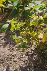 Green soybean pods growing on the plant under sunlight, showing healthy agriculture, natural growth, and crop cultivation in a farm field