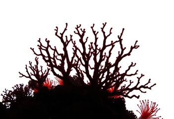 Intricate silhouettes of diverse coral species against a bright background,  nature,   marine life