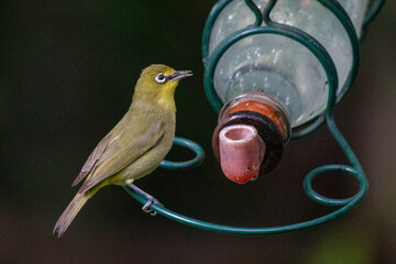 South African birds - Cape white-eye drinks from a feeder isolated against a dark background with copy space
