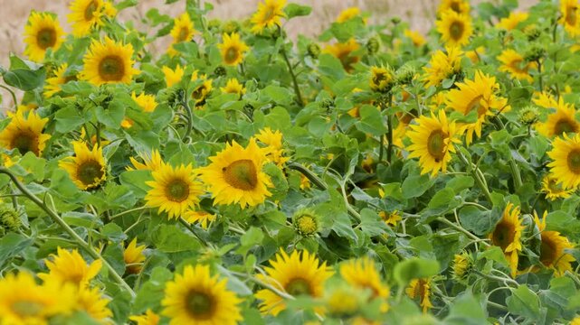 Vibrant Yellow Sunflowers Blowing in the Wind on a Rural Farm