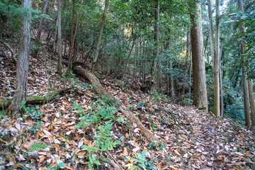 Kyoto Trail and surrounding area scenery