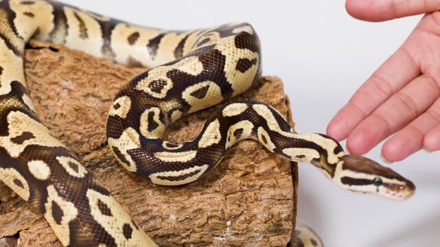 Ball python interacting with human hand on log perch