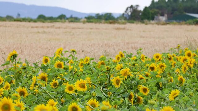 Yellow Sunflowers Swaying in a Rural Field in the Scottish Highlands