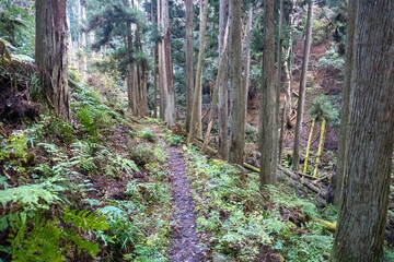 Kyoto Trail and surrounding area scenery