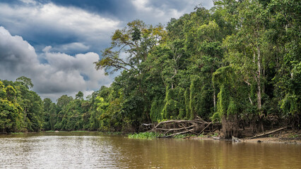 A tropical river in the jungle. Glare, ripples on the surface of the brown water. The boat is far away. There are impenetrable thickets of rain forest trees on the shore. Clouds, blue sky. Malaysia