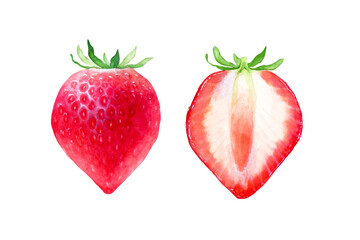 いちご　果物 断面　水彩 イラスト