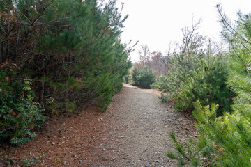 Obraz premium Kyoto Trail and surrounding area scenery