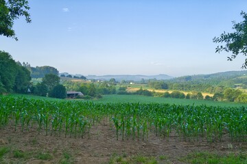 포도원, 경관, 경작, 와인, 들판, 네이처, sky, 넝쿨, 농장, green, 나무, fra, 포도, 시골, 여름, 농촌, 고개, 식물, 에우로파, 경치, 이탈리아, 국가