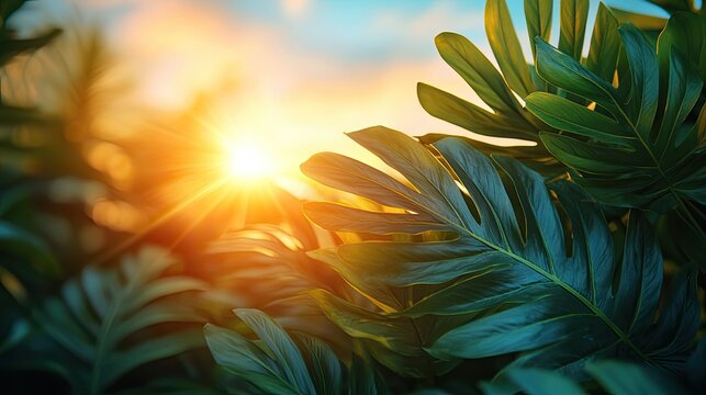 Lush green monstera leaves, sun rays and a blue sky at dawn or dusk. Ideal for tropical, travel, vacation, zen, or summer theme projects.