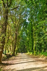 나무, 네이처, 경로, 길거리, green, 공원, 경관, 여름, 나뭇잎, 봄, 가을, 단풍, 국가, 보도, 아웃도어, 길, 농촌, 내추럴, 걷다, 주변