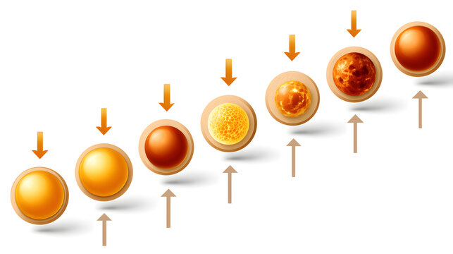 A sequence of illustration showing egg cell maturation process, a graphic that illustrates the stages of cell growth.
