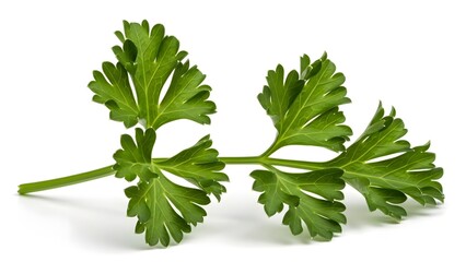 Fresh parsley leaves on a white background