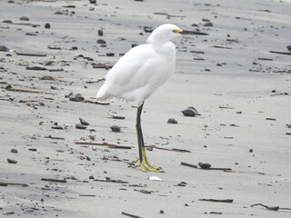 Snowy Egret 1 