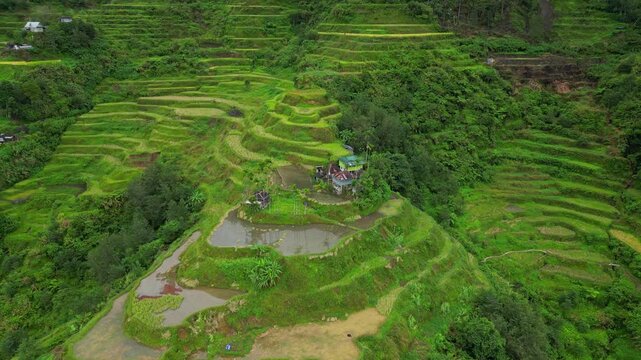 Rising and circling aerial of the Banaue Rice Terraces, Ifugao, revealing the ancient, hand-carved stone layers under a blanket of swirling mist.