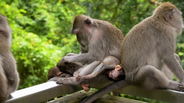 Heartwarming scene of long-tailed macaques in Ubud, Bali tenderly grooming and protecting adorable twin infant monkeys.