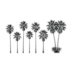 Obraz premium Black and white palm trees isolated on white background