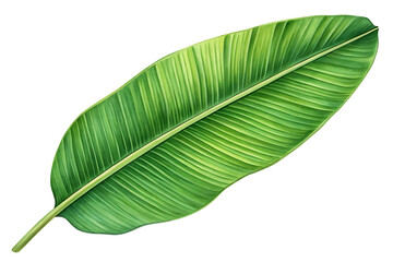 Obraz premium Tropical Banana Leaf Isolated on White Background