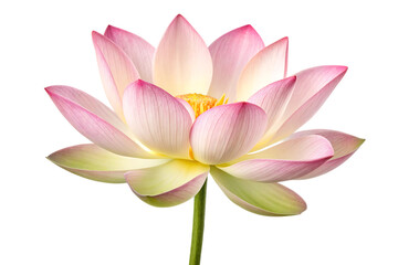 Fototapeta premium Pink Lotus Flower Bloom Isolated on Transparent Background