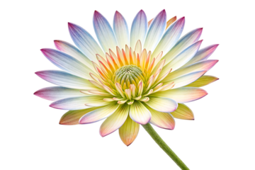 Multicolor Daisy Flower Isolated on Transparent Background