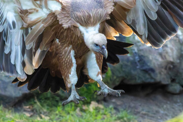 Ein landender G&auml;nsegeier angeschnitten in der Seitenansicht