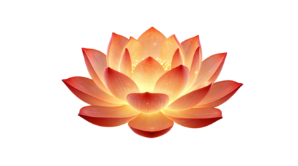 Glowing orange lotus flower in full bloom.