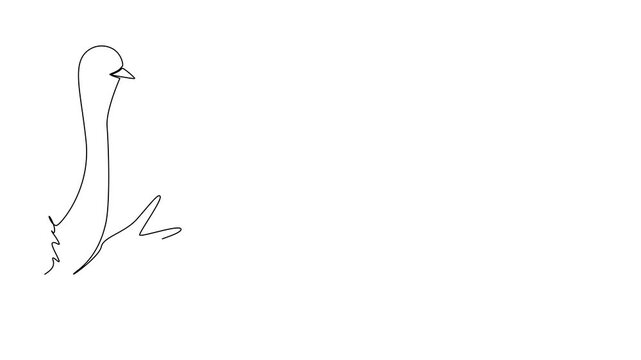 Animated self drawing of single line drawing of an animal, an ostrich waving a wing, a nature concept related to an international event Say Hi Day celebration. Full length animation