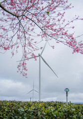 Cherry blossoms bloom on the tea hills.
