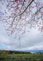 Cherry blossoms bloom on the tea hills.