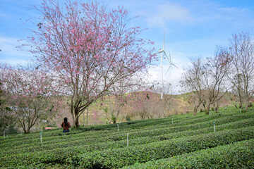 Cherry blossoms bloom on the tea hills.
