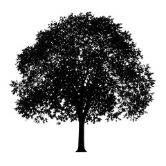 Large Leafy Tree With Dense Foliage