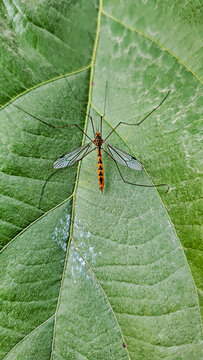Tiger Crane fly These flies are easily identifiable by their very long legs, transparent wings, and a distinctive orange and black striped or patterned abdomen. 