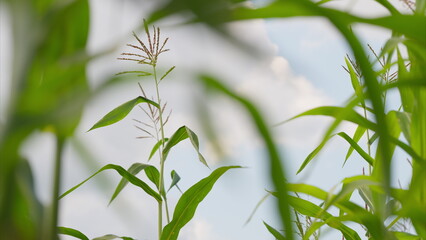 Fototapeta premium A beautiful scene of lush Corn greenery framed by a stunning sky in a picturesque cornfield