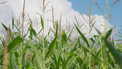A lush and vibrant cornfield stretches under a bright blue sky adorned with fluffy clouds