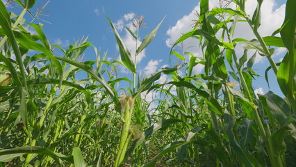 A Beautiful and Lush Cornfield Under a Bright and Sunny Sky on a Warm Summer Day Enjoyed by All