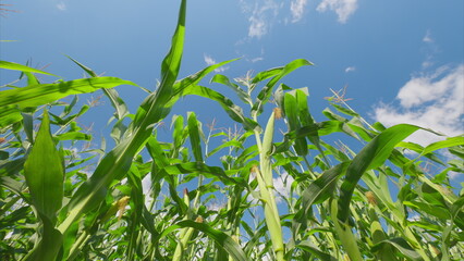 Fototapeta premium A Vibrant and Lush Green Cornfield Thrives Beautifully Under a Bright Blue Sky Above