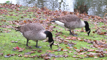 canadian geese pecking on the grass © Maroun Rached