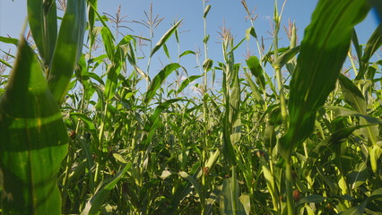 A Beautiful Lush Cornfield Beneath a Vast and Clear Blue Sky, Full of Vibrant Life