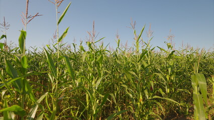 Fototapeta premium A Beautiful, Vibrant Corn Field Found Under a Clear and Bright Blue Sky Above Us