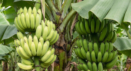 Multiple bunches of green bananas hanging from a large banana plant in a farm setting