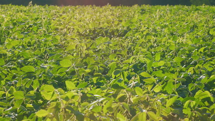 A Beautiful, Lush, Green Soybean Field Bathed Under the Beautiful, Bright, Warm Sunlight