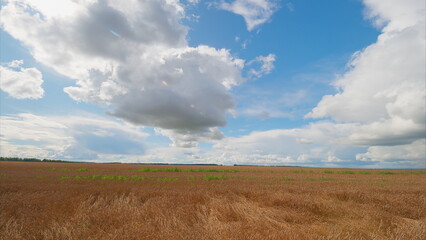 Obraz premium A Vast Field Under a Beautiful Blue Sky and Fluffy White Clouds, Exuding Serenity