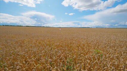 Naklejka premium Expansive Golden Fields Stretching Out Beneath a Bright and Clear Blue Sky Shining Above