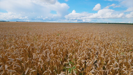 Naklejka premium A Vast, Expansive Golden Wheat Field Spreads Elegantly Beneath a Bright and Clear Blue Sky Above