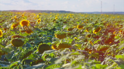 Obraz premium A Truly Vibrant and Colorful Sunflower Field is Stretching Out Beneath Clear and Sunny Skies