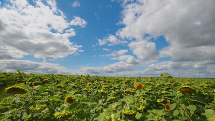 A Vibrant and Colorful Sunflower Field Stretching Under a Clear Blue Sky with Fluffy White Clouds