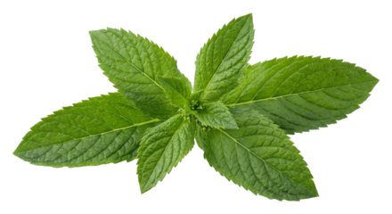 A beautiful close-up shot of a fresh green mint sprig isolated on a black background
