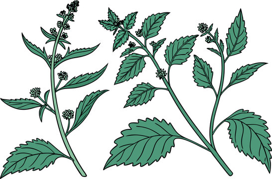Bathua Greens Illustration. Chenopodium Leaves Plant Illustration. Fresh Bathua Leaves Vegetable. Chenopodium Album Leaf Illustration. Bathua Saag Leaf Design. Edible Chenopodium Leaves Artwork