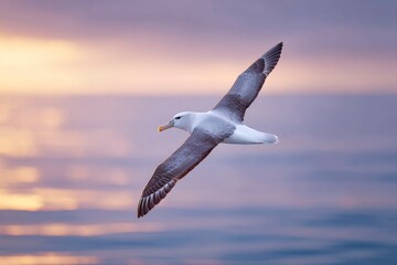 an albatross flying over the ocean, golden hour lighting